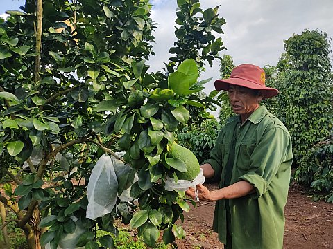 Ông Nguyễn Văn Chương ở xã Ea Kiết có thu nhập ổn định từ việc đa dạng hóa sản phẩm trong sản xuất nông nghiệp