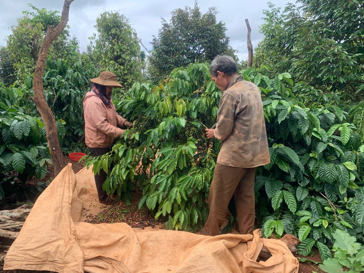 Hội nông dân xã Quảng Tiến phát huy  hiệu quả từ nguồn vốn cho vay giải quyết việc làm